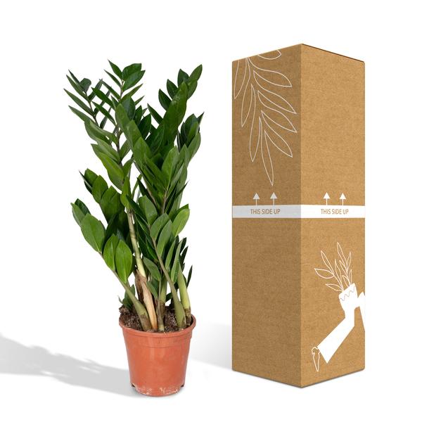 Glücksfeder Zamioculcas Zamiifolia – Zimmerpflanze – Ø 17cm – Höhe 70cm – Pflegeleicht & Wasserspeichernd – Halbschatten geeignet