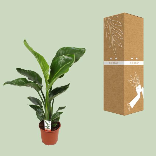 Baum-Strelitzie - Strelitzia Nicolai - Zimmerpflanze - Ø17cm - ↕70cm