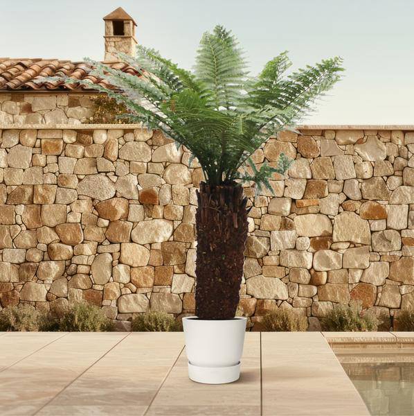Taschenfarn - Dicksonia Antarctica - 250cm - ø50cm