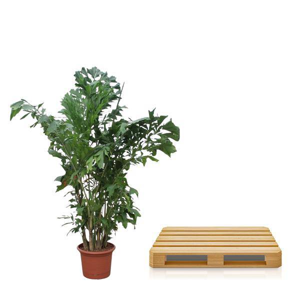 Fischschwanzpalme Caryota Mitis – Zimmerpflanze 220cm ø45cm – Exotische Indoor-Palme mit einzigartigen Blättern – Tropische Kübelpflanze für Wohnzimmer, Büro & Wintergarten