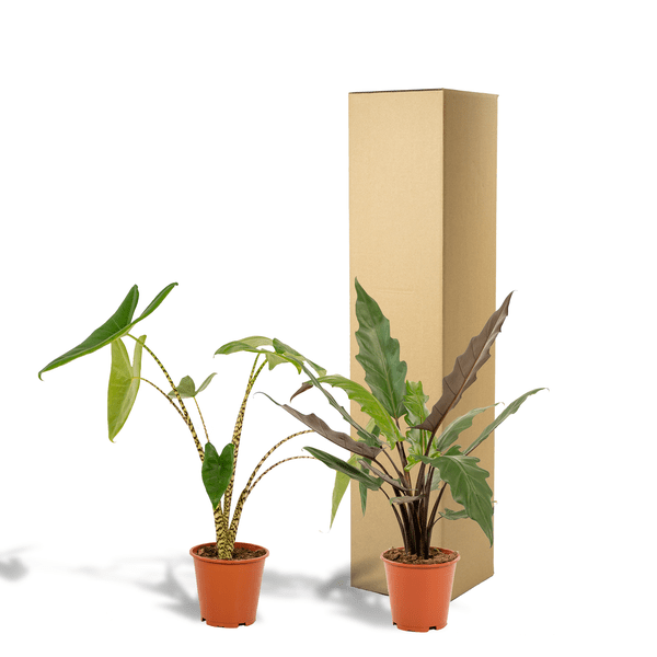 Pflanzenset - Pfeilblätter - Alocasia Zebrina - Ø19cm - ↕75cm + Alocasia Lauterbachiana - Ø19cm - ↕75cm