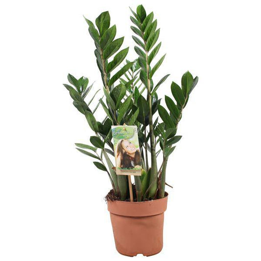 Glücksfeder - Zamioculcas Zamiifolia - Zimmerpflanze - Ø17cm - ↕70cm
