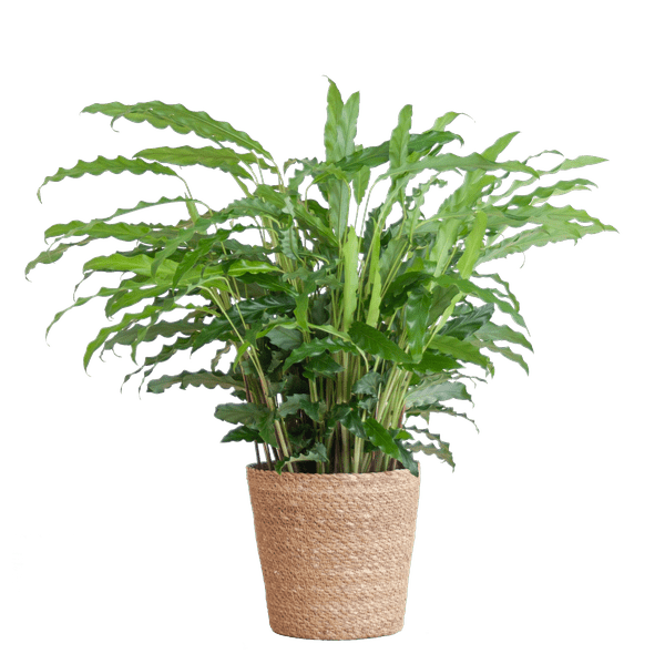 Calathea Rufibarba Korbmarante – Zimmerpflanze Ø17cm – ca. 55cm hoch – samtige Blätter – inkl. Korb Sofia Natur Seegras