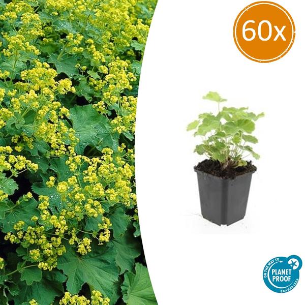 Weicher Frauenmantel Alchemilla mollis – ↕10-25cm – Ø9cm – 60 Pflanzen – Bodendecker & Staude für Beete, schattige Plätze & Garten