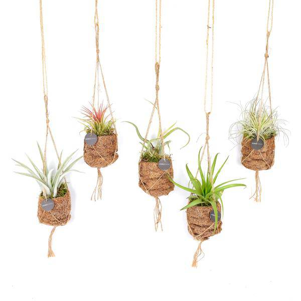 Kokodama Tillandsia Vogelnest Mix – Hängepflanze – Luftpflanzen Set – Ø7cm – Höhe ca. 5cm – 8 Pflanzen– Zimmerpflanze im Kokosfaser Topf