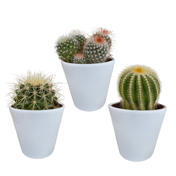 Kaktus - Bolcactus - Mix - 8,5 cm - Zimmerpflanze - in weißem Topf