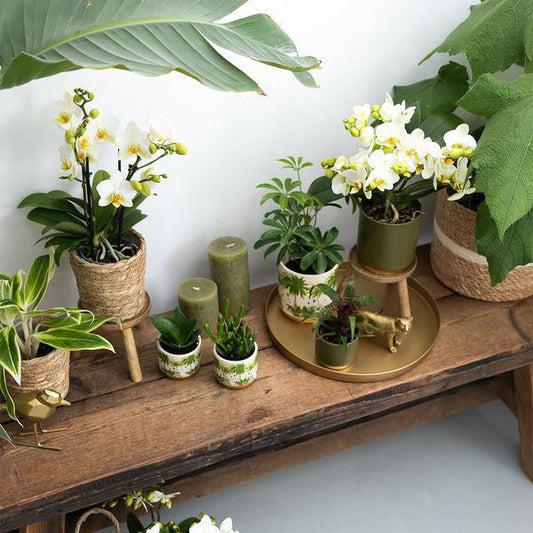 Sukkulente - Crassula Hobbit - Zimmerpflanze - Ø9cmaSukkulente Crassula Hobbit – Robuste Zimmerpflanze – Ø9cm – Kleine, pflegeleichte Grünpflanze für Zuhause und Büro