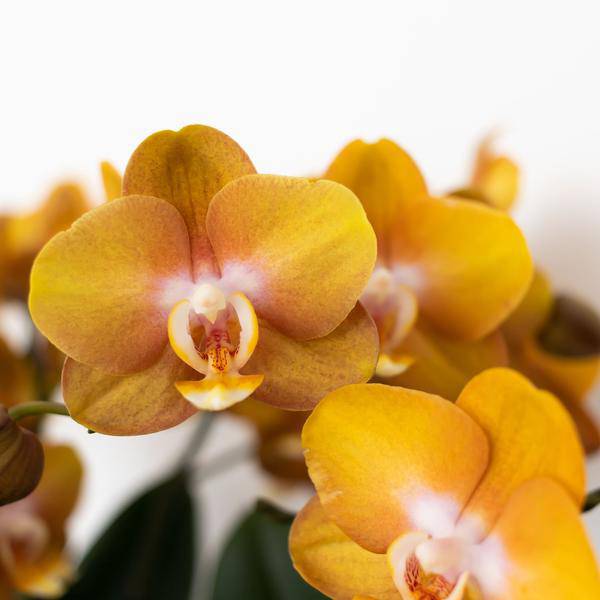 Orange-goldene Phalaenopsis-Orchidee - Jewel Las Vegas - Topfgröße Ø12cm - blühende Topfpflanze