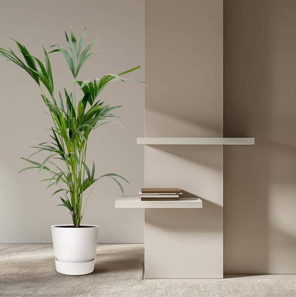 Kentia-Palme – Howea forsteriana – Zimmerpflanze – 160cm – Ø24cm – elegante Grünpflanze für Wohnzimmer, Büro & Wintergarten – pflegeleichte Palme