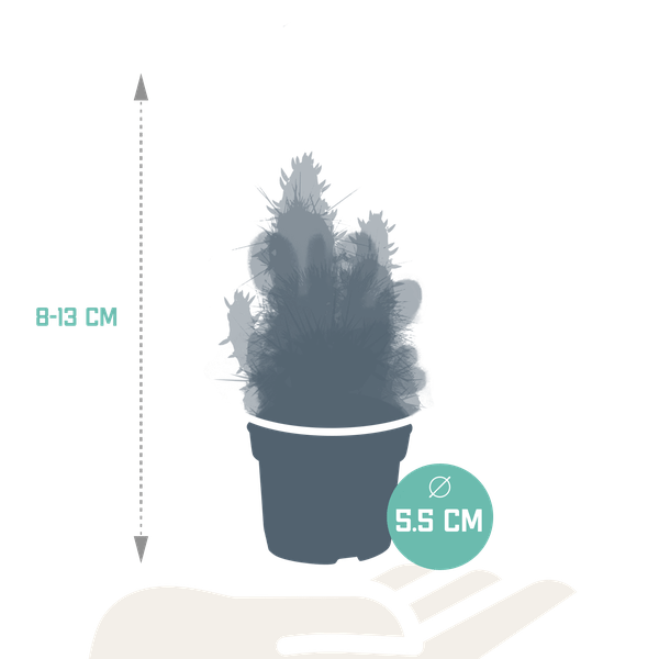 Kakteen - Mix - 5,5 cm - 10 Stück