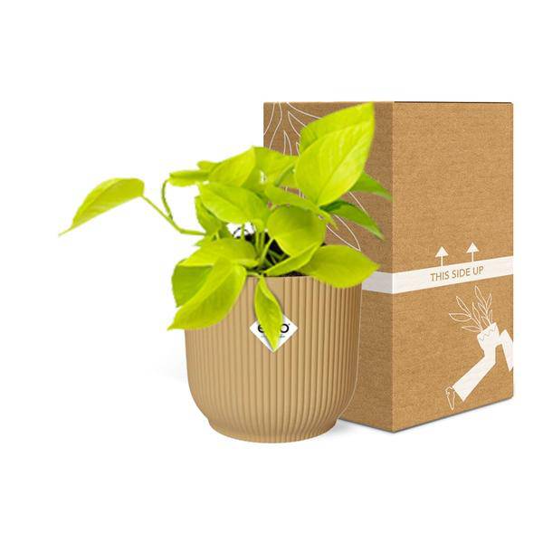 Efeutute - Epipremnum Pinnatum 'Golden Pothos' - Zimmerpflanze + Topf Vibes Fold 14cm Gelb