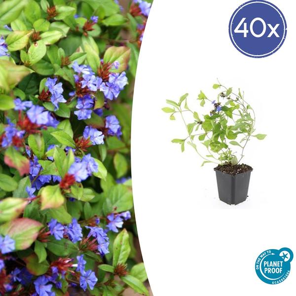 Kriechende Hornnarbe Ceratostigma plumbaginoides – 40 Pflanzen – ↕10-25cm – Ø9cm – Bodendecker – Blau blühend – Winterhart & pflegeleicht – Sonne & Halbschatten