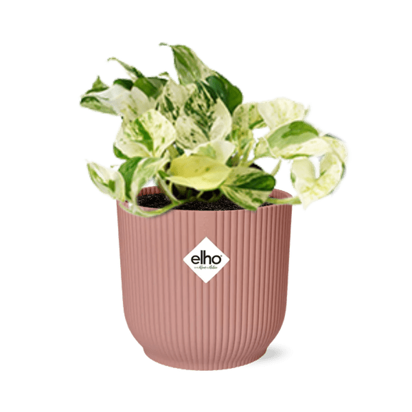 Efeutute - Epipremnum Pinnatum Happy Leaf - Zimmerpflanze + Topf Vibes Fold 14cm Rosa