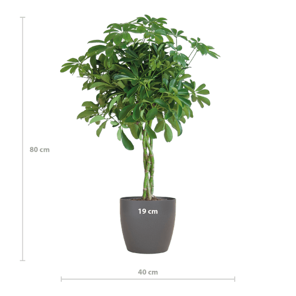 Schefflera Arb Nora â Strahlenaralie â Zimmerpflanze + Topf Viber Grau â â70cm â Ă21cm â Kletterpflanze mit auffĂ€lligen HandblĂ€ttern â Pflegeleicht & dekorativ fĂŒr InnenrĂ€umeÂ