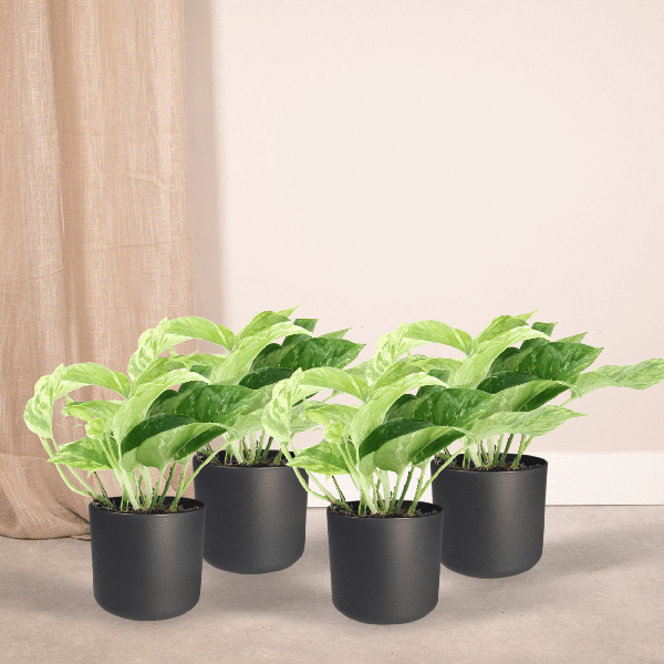 Efeutute - Epipremnum Marble Queen - Ø12cm - ↕15cm - 4 Stück
