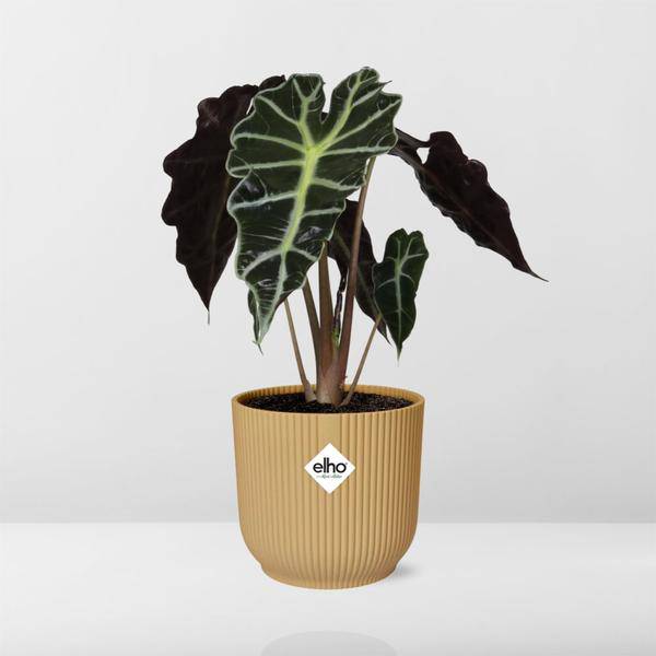 Pfeilblatt - Alocasia 'Polly' - Zimmerpflanze + Topf Vibes Fold 14cm Gelb