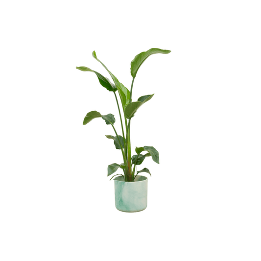 Strelitzia Nicolai – Baum-Strelitzie – Zimmerpflanze ca. 100 cm – Topf Ø22 cm – inkl. Ocean Pacific Green Übertopf – Tropisches Flair für Zuhause & Büro
