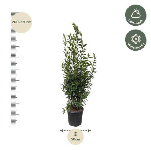 Echter Lorbeer - Laurus nobilis Strauch - 210cm - ø50cm