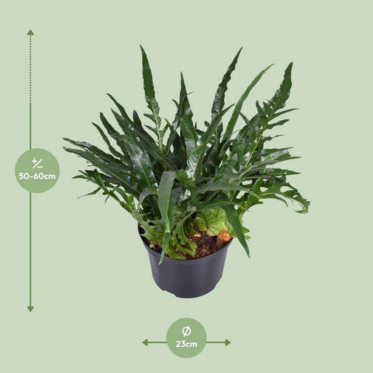 Schlangenhautfarn Aglaomorpha coronans – Zimmerpflanze – Ø23cm – ca. 60cm hoch – Santa Rosa Farn mit gewölbten Wedeln – Pflegeleicht & luftreinigend – Für halbschattige Innenräume