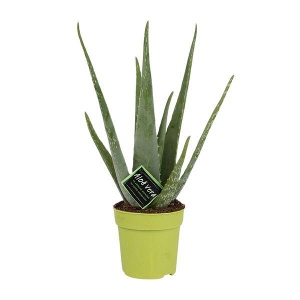 Echte Aloe - Aloe Vera - Zimmerpflanze - Ø12cm - ↕45cm