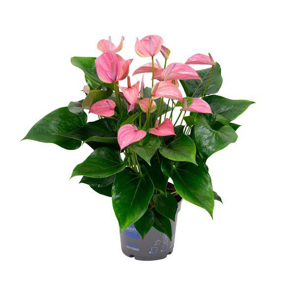 Flamingoblume - Anthurium Karma Joli - Zimmerpflanze - Ø17cm - ↕55cm