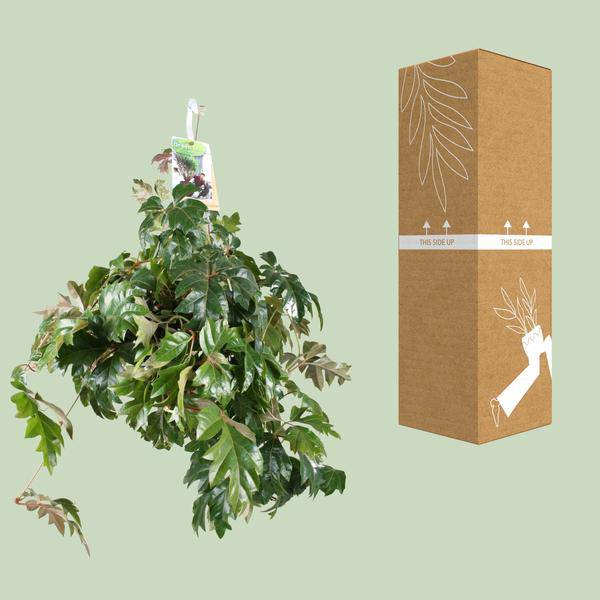 Zimmerrebe - Cissus Rhombifolia Ellen Danica - Zimmerpflanze - Ø17cm - ↕70cm