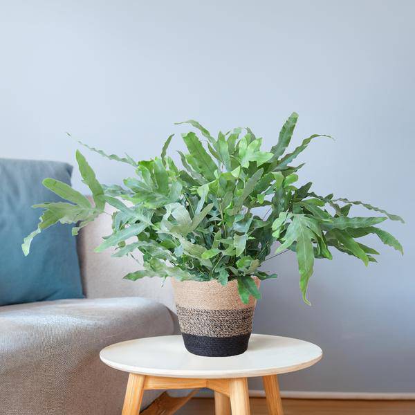 Phlebodium Aureum 'Blue Star' – Blauer Tüpfelfarn – Zimmerpflanze + Korb Lissabon Schwarz – Ø17 cm – Höhe 40 cm – Graublaue Blätter – Nachhaltiger Jutekorb – Pflegeleicht & stilvoll