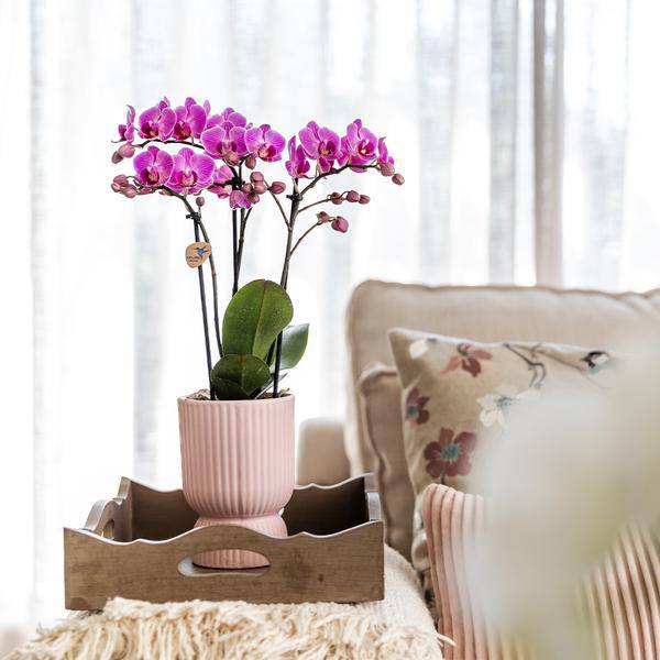 Topf Diabolo Rosa - Ø12cm