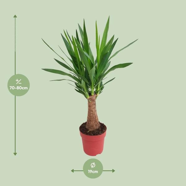 Palmlilie – Yucca „Maya-Baum“ mehrstielig – Zimmerpflanze 80cm – Ø19cm – Immergrüne Pflanze mit schwertförmigen Blättern – Exotische & pflegeleichte Grünpflanze für Wohnzimmer, Büro & Wintergarten