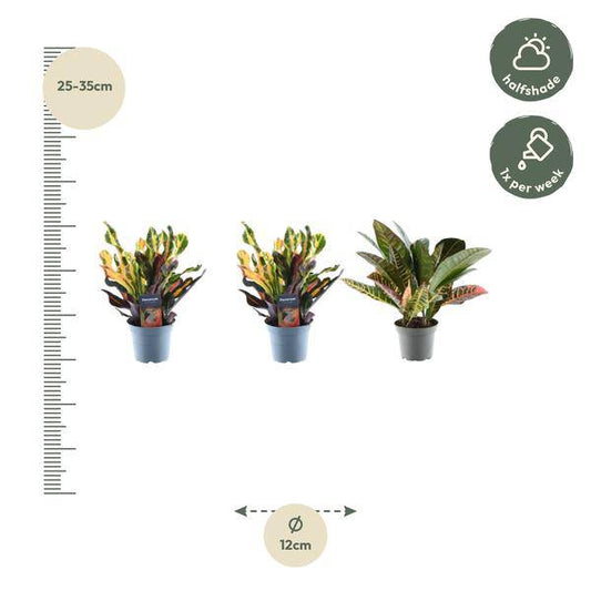 Croton Codiaeum Mix – 3 Pflanzen im Set – Wunderstrauch – Bunte Zimmerpflanzen – Exotische Blattschmuckpflanzen – Ø12cm – ↕30cm