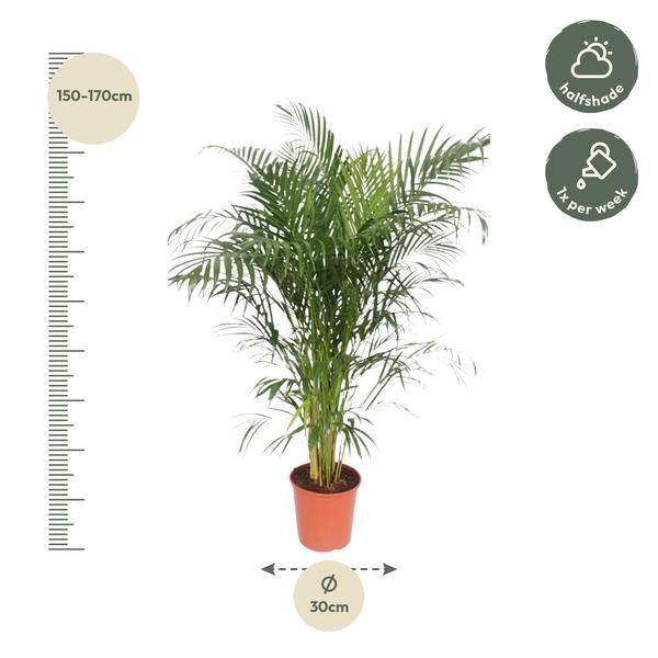 Goldfruchtpalme Dypsis Lutescens – Areca-Palme – 150cm hoch – Ø30cm – Tropische Zimmerpflanze mit federartigen Blättern – Pflegeleicht & dekorativ – Für Wohnzimmer, Büro & Innenräume