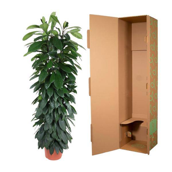 Gummibaum – Ficus Cyathistipula 150cm – Ø29cm – Elegante Zimmerpflanze mit glänzenden grünen Blättern – Immergrüne Dekopflanze für Wohnzimmer, Büro & Wintergarten – Pflegeleicht