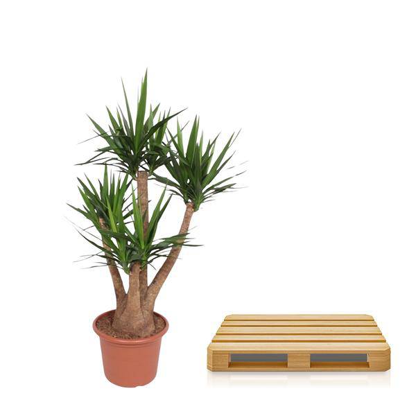 Riesen-Palmlilie – Yucca Elephantipes verzweigt – Zimmerpflanze 170cm – Ø45cm – Pflegeleichte Grünpflanze mit langen, spitzen Blättern – Tropischer Blickfang für Wohnzimmer, Büro & Wintergarten