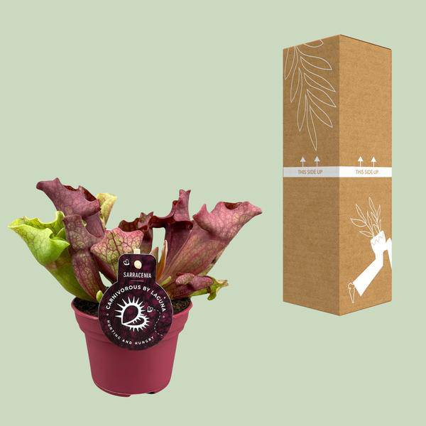 Schlauchpflanze Sarracenia – Kannenpflanze – Zimmerpflanze – Ø12cm Topf – ca. 20cm – Pflegeleicht & Exotisch