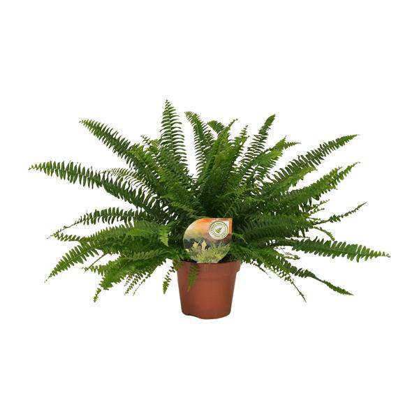 Schwertfarn - Nephrolepis Green Lady - Zimmerpflanze - Ø17cm - ↕40cm
