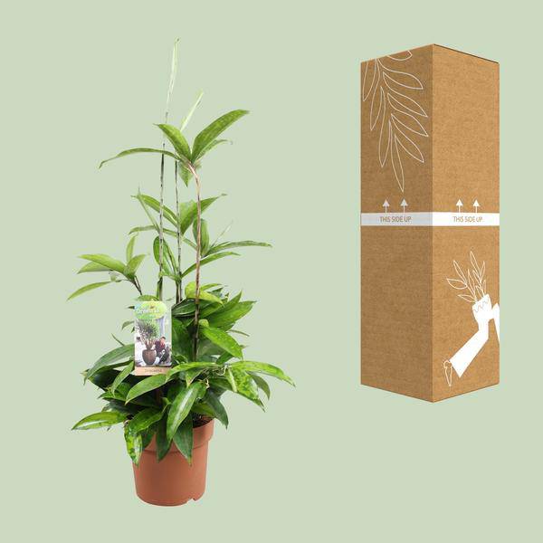 Drachenbaum - Dracaena Surculosa - Zimmerpflanze - Ø17cm - ↕55cm
