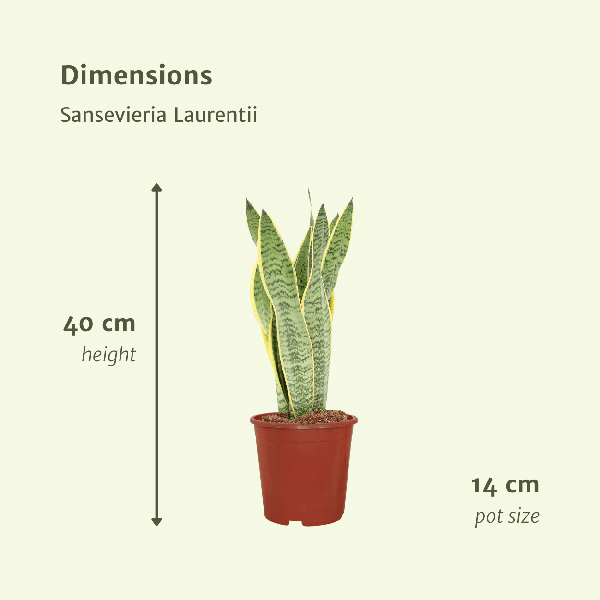 Bogenhanf - Sansevieria Laurentii - Frauenzunge - 40cm - ø14cm - 2 Stück