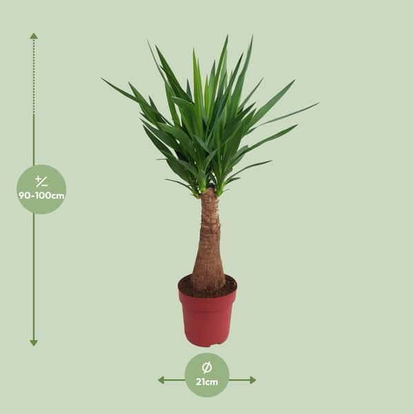 Palmlilie - Yucca - Maya-Baum - mehrstielig - Zimmerpflanze - Ø21cm - ↕100cm