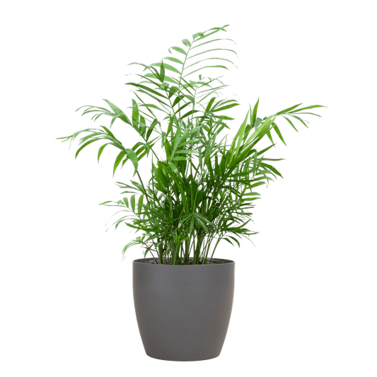 Chamadorea Elegans Mexikanische Bergpalme – Zimmerpflanze ca. 55cm – Ø17cm – In biologisch abbaubarem Topf Viber Grau – Federleichte, pflegeleichte Zimmerpalme für indirektes Licht