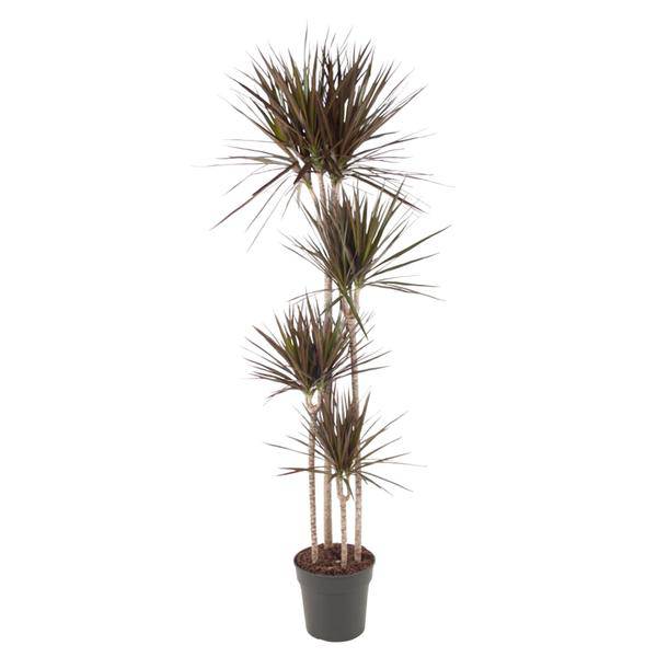 Drachenbaum – Dracaena Magenta 180cm – Ø27cm – Zimmerpflanze mit grünen Blättern & magentafarbenem Rand – Tropische Dekopflanze für Wohnzimmer, Büro & Wintergarten – Pflegeleicht
