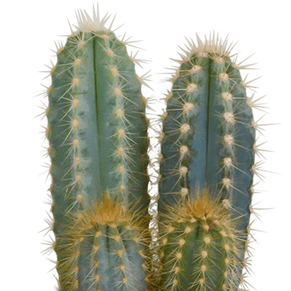 Kakteen Mix - Zimmerpflanze - 8,5 cm - 3 Stück + Topf