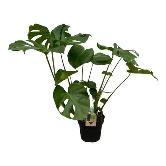 Monstera Deliciosa – Köstliches Fensterblatt – Zimmerpflanze – Ø21cm – Höhe ca. 75cm – tropische Grünpflanze mit großen dekorativen Blätter