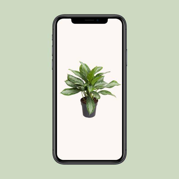 Kolbenfaden - Aglaonema Cutlass - Zimmerpflanze - Ø19cm - ↕60cm