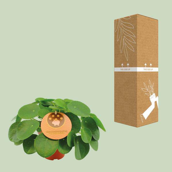 Chinesischer Geldbaum - Pilea Peperomioides - Zimmerpflanze - Ø15cm - ↕30cm