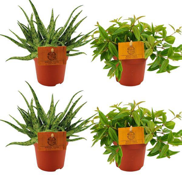 2x Aloe Spider + 2x Peperomia Ang. Rocca Vivace - Zimmerpflanze - Ø10.5cm - ↕10cm