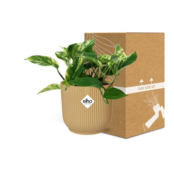Baumfreund - Scindapsus Epipremnum Marble Queen - Zimmerpflanze + Topf Vibes Fold 14cm Gelb