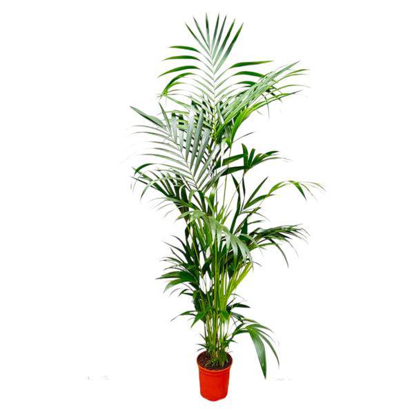 Kentia-Palme – Howea forsteriana – Zimmerpflanze – 200cm – Ø24cm – Elegante Grünpflanze für Wohnzimmer, Büro & Wintergarten – Tropische Kübelpflanze