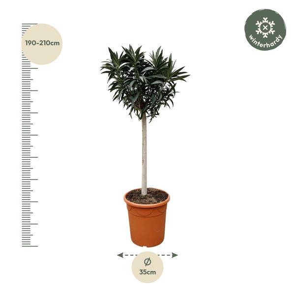 Rosenlorbeere - Nerium Oleander auf Stiel mit Rosa Blüte - 200cm- Ø35cm