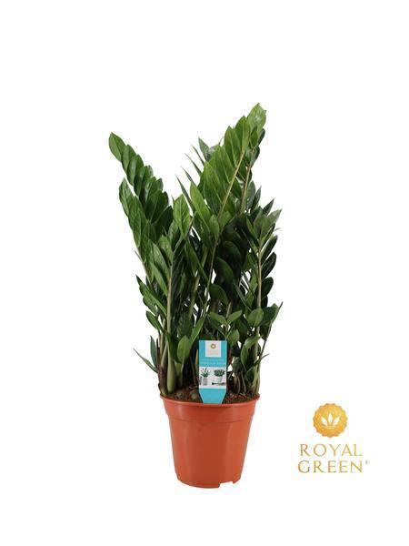 Zamioculcas – Glücksfeder – Zimmerpflanze ↕75cm – Ø21cm – Robuste & pflegeleichte Grünpflanze – Luftreinigende Pflanze für Wohnzimmer, Büro & Eingangsbereich