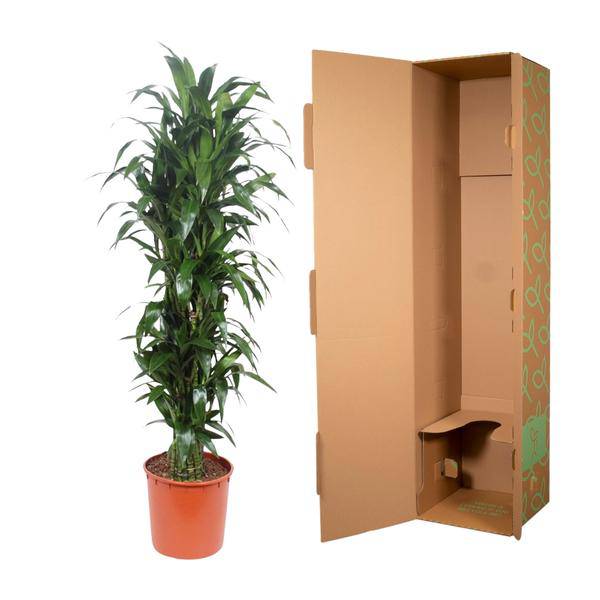 Drachenbaum - Dracaena Janet Craig - Zimmerpflanze - 170cm - ø34cm